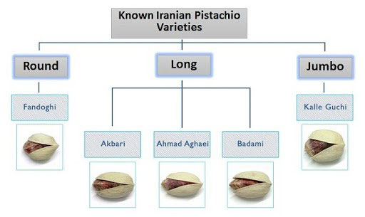 Iranian-pistachio-types-and-pistachio-attributes