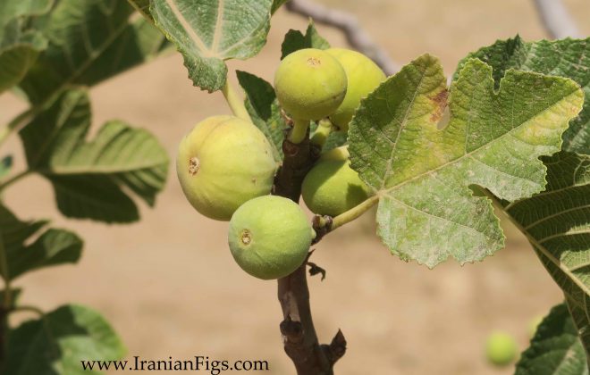 Grandor Iranian Figs wholesaler and export company