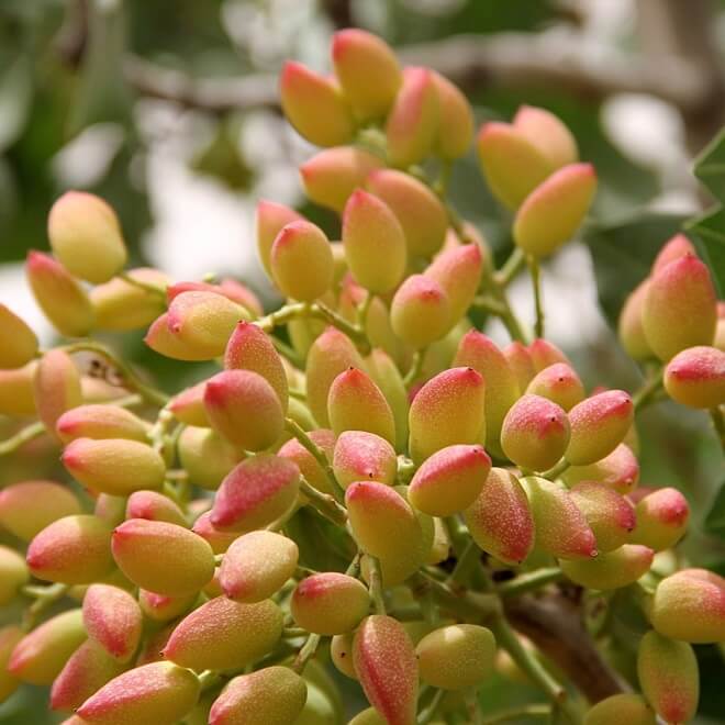 Grandornuts pistachio nut exporter